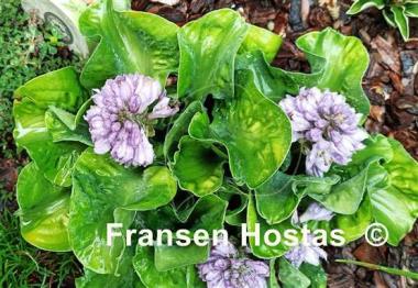 Hosta Church Mouse