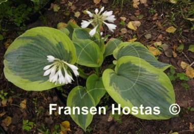 Hosta Cinderella