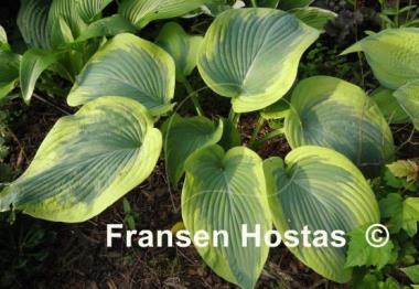 Hosta Cinderella