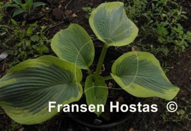 Hosta Cinderella