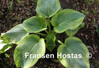Hosta Cinderella