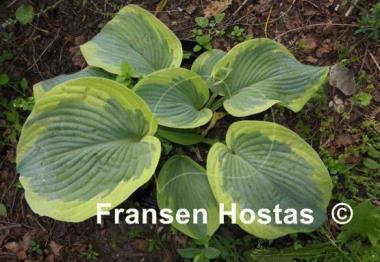 Hosta Cinderella
