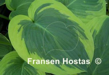 Hosta Cinderella