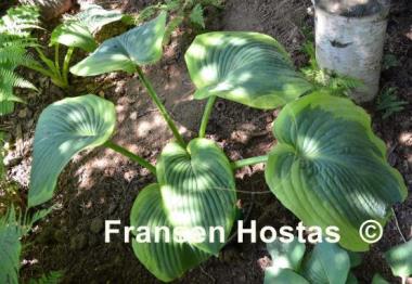 Hosta Cinderella