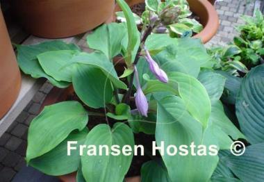 Hosta Cinnamon Sticks