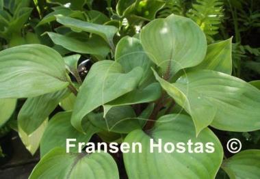 Hosta Cinnamon Sticks