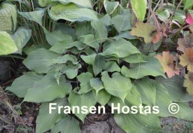 Hosta Cinnamon Sticks