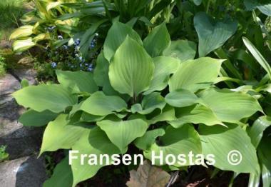 Hosta Cinnamon Sticks