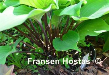 Hosta Cinnamon Sticks