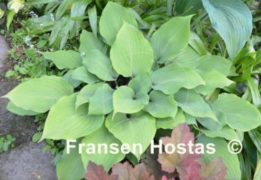 Hosta Cinnamon Sticks