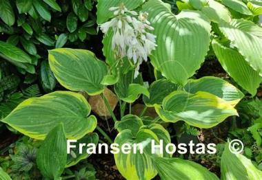 Hosta Circular Saw