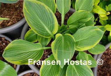 Hosta Circular Saw