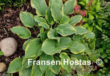 Hosta Circular Saw