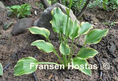 Hosta Circular Saw