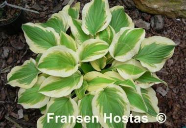 Hosta Citation