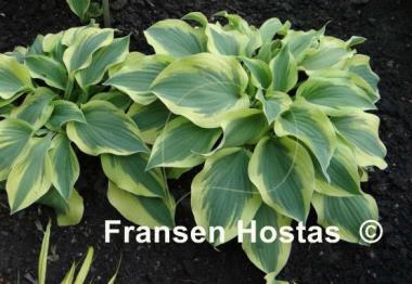Hosta Citation
