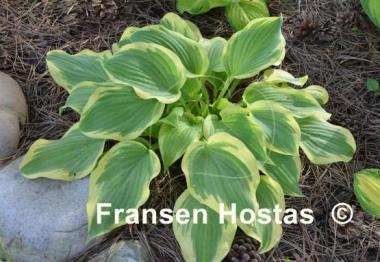 Hosta Citation