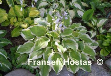 Hosta Citation