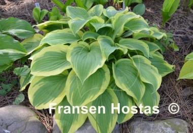 Hosta Citation