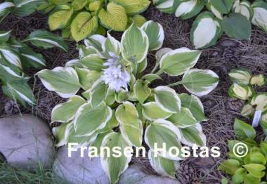 Hosta Citation