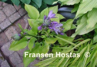 Hosta Citratini