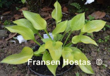 Hosta Citratini