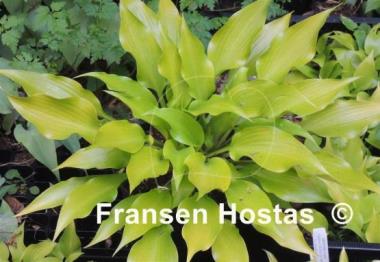 Hosta Citric Star