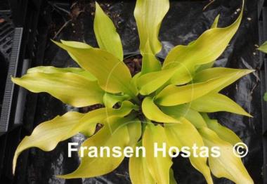 Hosta Citric Star