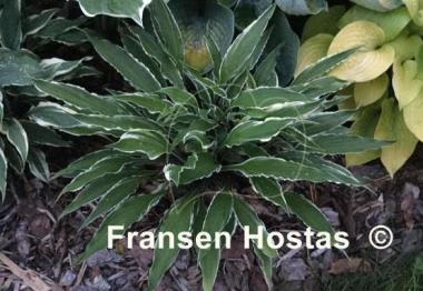 Hosta City Dog