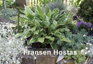 Hosta City Dog