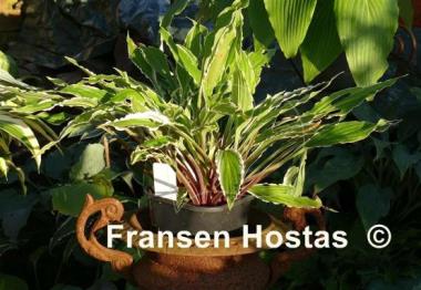Hosta City Dog