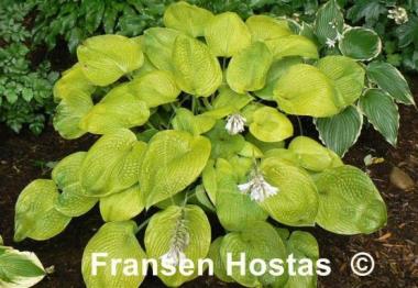 Hosta City Lights