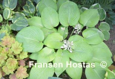 Hosta City Lights