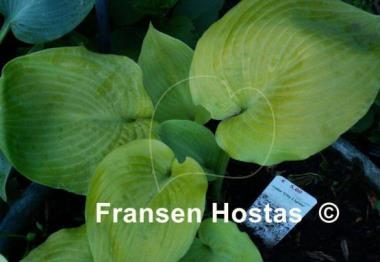 Hosta City Lights