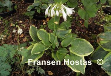 Hosta Class Act