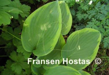 Hosta Class Act