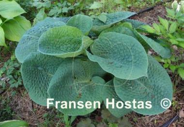 Hosta Clear Fork River Valley
