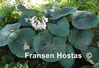 Hosta Clear Fork River Valley