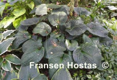 Hosta Clear Fork River Valley