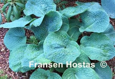 Hosta Clear Fork River Valley