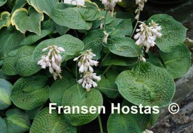 Hosta Clear Fork River Valley
