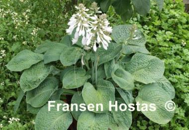 Hosta Clear Fork River Valley