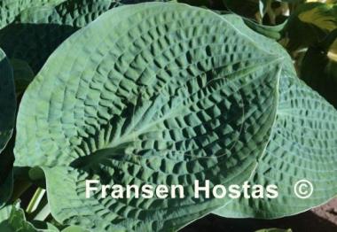 Hosta Clear Fork River Valley