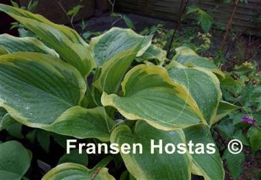 Hosta Cleopatra