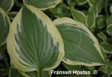Hosta Cleopatra