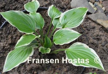 Hosta Cleopatra