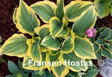Hosta Clifford's Forest Fire