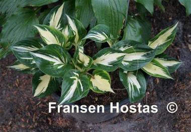 Hosta Clifford's Stingray