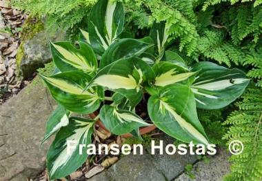 Hosta Clifford's Stingray