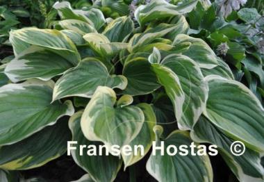 Hosta Clifford's Forest Fire
